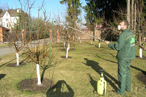 Рекомендации опытных садоводов для применения бордосской смеси