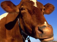 Особенности строения желудка коровы