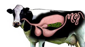 Желудок коровы: название отделов и назначение