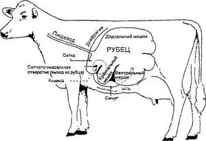 Из каких отделов состоит желудок коровы
