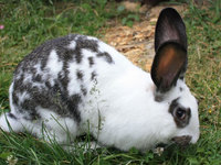Описание пород кроликов