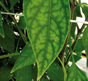 Хлороз- заболевание листье растений