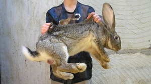Характеристика породы кроликов Фландр