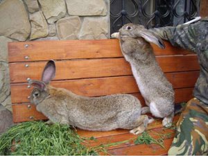 Недостатки породы кроликов Фландр