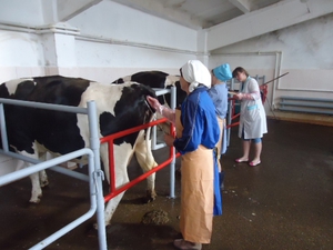 Содержание коров на ферме
