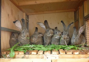 Особенности содержания породы кроликов Фландр