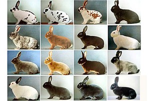 Разновидности кроликов разных расцветок фото