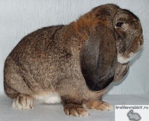 Взрослый кролик породы Немецкий баран фото