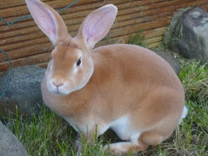 Рыжий кролик Рекс фото