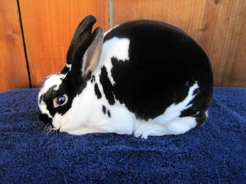 Черно-белый кролик породы бабочка фото