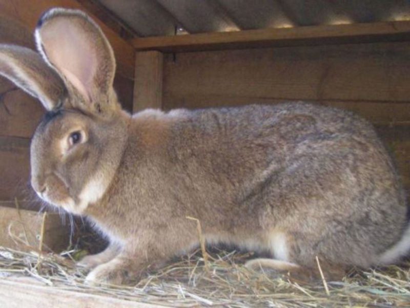 Кролик фландр фото