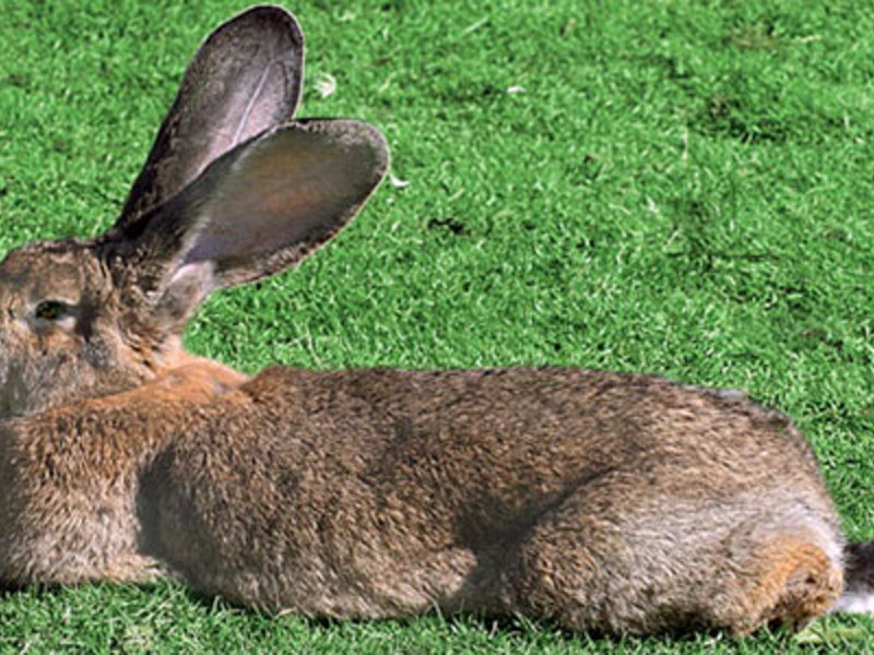 Кролик-тяжеловес на траве фото
