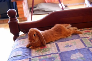 Рыжий карликовый кролик-баран фото