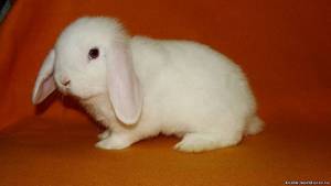 Белый кролик декоративный вислоухий фото