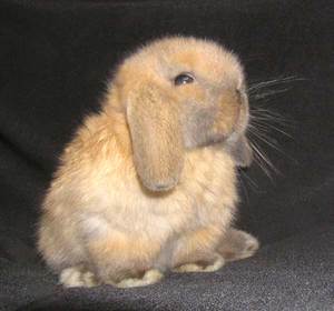 Маленький кролик грызун фото