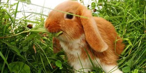 Чем кормить декоративного кролика-барана фото