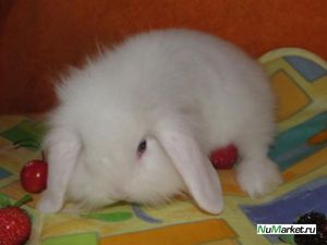 Декоративный вислоухий кролик-баран болезнь фото