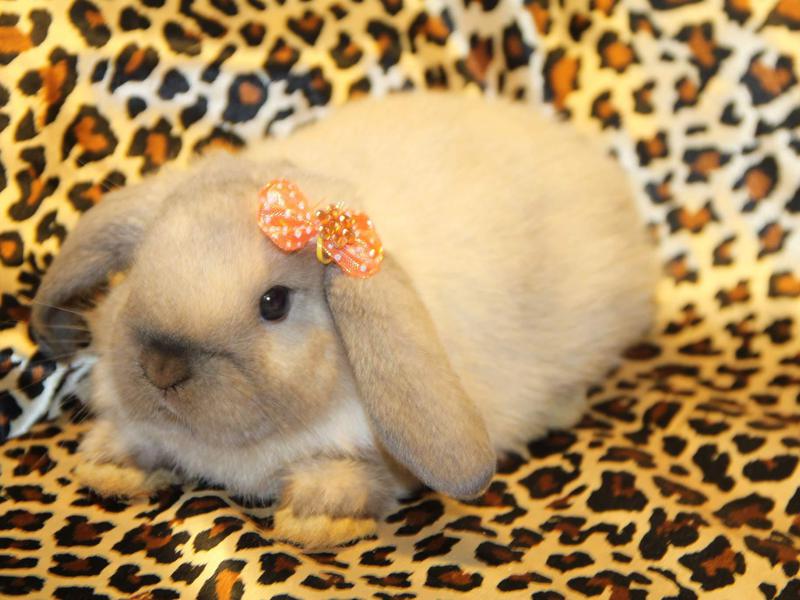 Декоративный вислоухий кролик-баран с бантиком фото