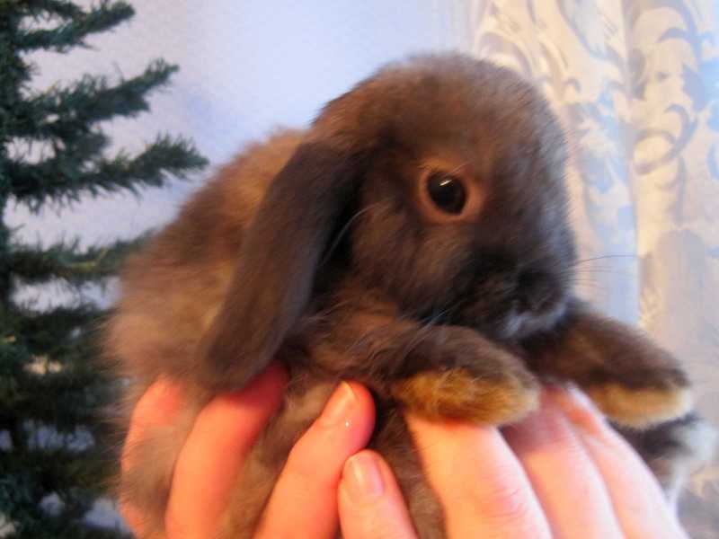 Декоративный вислоухий кролик-баран на руках фото