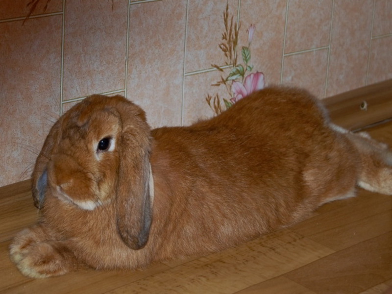 Декоративный вислоухий кролик-баран лежит на животе фото