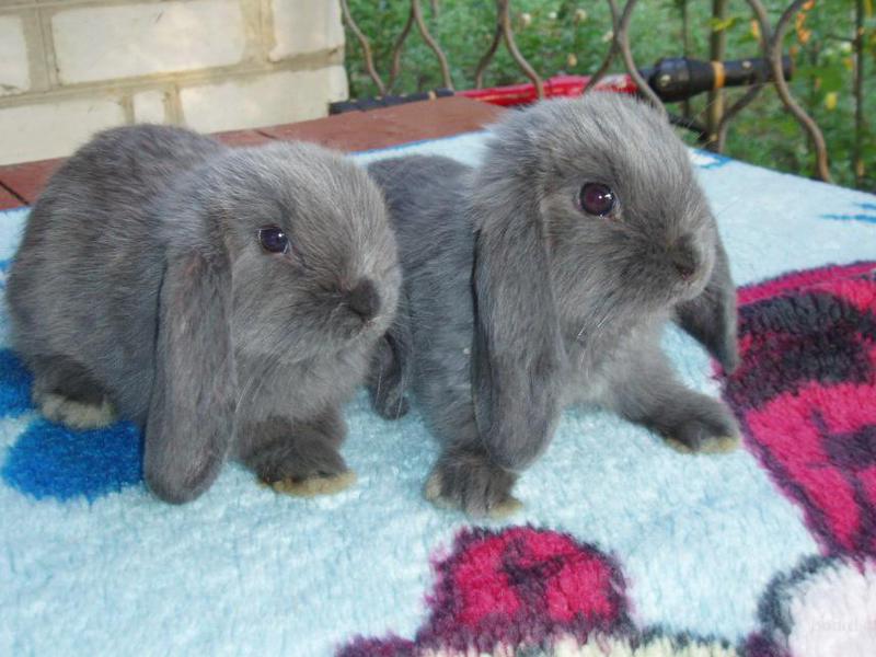 Два серых кролика вислоухих барана фото