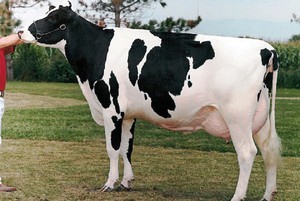 Голштинская корова: описание