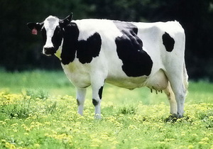 Голландская корова: описание породы