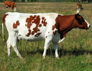 Холмогорская корова: описание породы