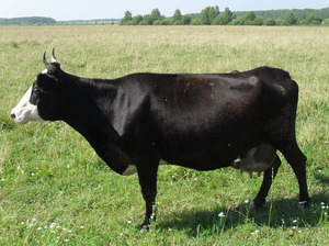 Ярославская корова: описание породы