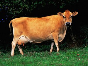 Джерсейская порода коров: характеристика