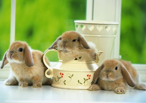 Кролик в домашних условиях фото