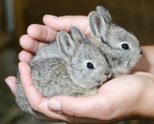 Крольчата на руках фото