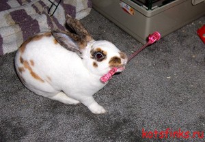 Игра с кроликом в квартире фото