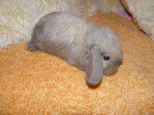 Маленький кролик фото