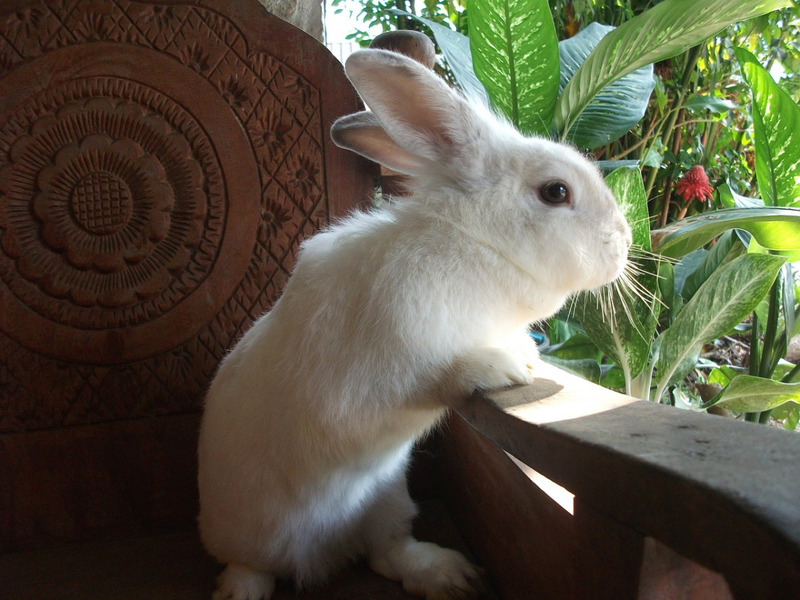  кролик на стуле фото
