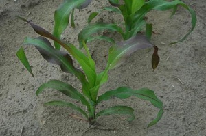 Основные признаки недостатка фосфора у растений