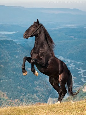 Как выглядит карачаевская порода лошади