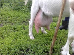 Как вылечить мастит у козы