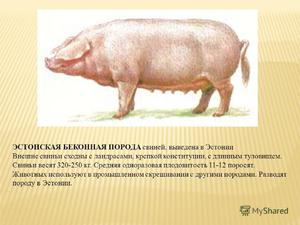 Беконная порода свиней