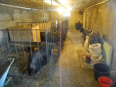 Требования к возведению свинарников и содержанию животных в свинарнике.