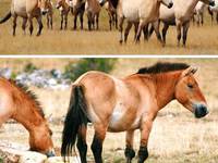 Описание пород диких лошадей