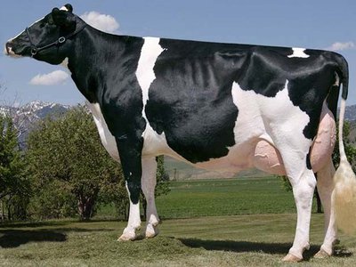 Черно-пестрая порода коров характеристика и советы по содержанию правила ухода особенности масти и веса достоинства и недостатки