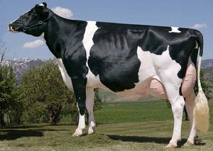 Чёрно-пёстрая порода коров фото