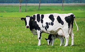 Как появились пёстрые породы коров фото