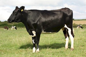 Черно-пестрая порода коров характеристика и советы по содержанию правила ухода особенности масти и веса достоинства и недостатки