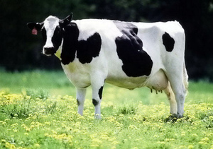 Характеристика параметров представителей чёрно-пёстрых коров фото