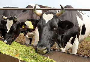 Чёрно-пёстрая порода коров питание фото