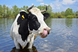 Чёрно-пёстрая корова пьет фото