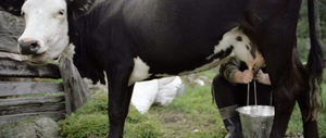Дойка черно-пёстрых коров фото