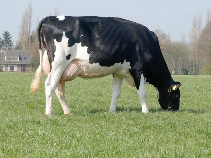 Черно-пёстрая корова на выпасе фото